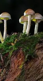 వీళ్లు పుట్టగొడుగులు తినకపోవడం మంచిది